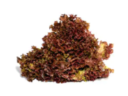 Lollo Rosso (Holland)